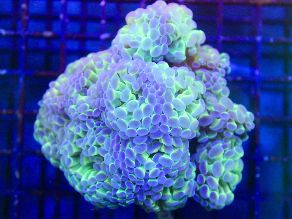 wholesale_coral - saltwater_fish saltwater_coral - rare corals - coralsdepot - Corals_Depot - live_corals - eye - catching - coral quality_marine_fish - quality - marine discoun