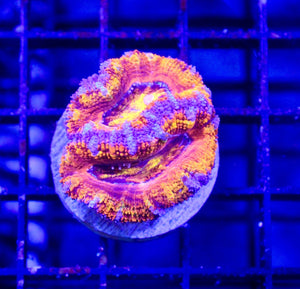 wholesale_coral - saltwater_fish saltwater_coral - rare corals - coralsdepot - Corals_Depot - live_corals - eye - catching - coral quality_marine_fish - quality - marine discoun