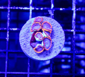 wholesale_coral - saltwater_fish saltwater_coral - rare corals - coralsdepot - Corals_Depot - live_corals - eye - catching - coral quality_marine_fish - quality - marine discoun