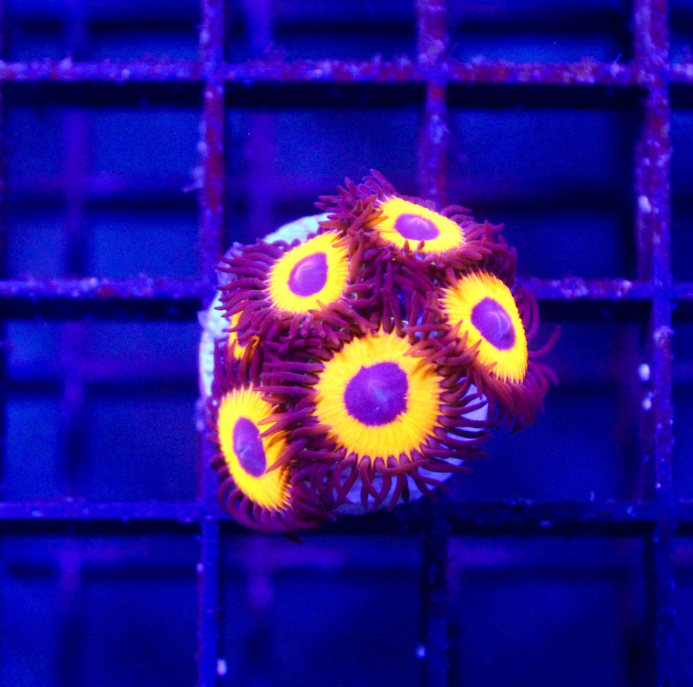 wholesale_coral - saltwater_fish saltwater_coral - rare corals - coralsdepot - Corals_Depot - live_corals - eye - catching - coral quality_marine_fish - quality - marine discoun