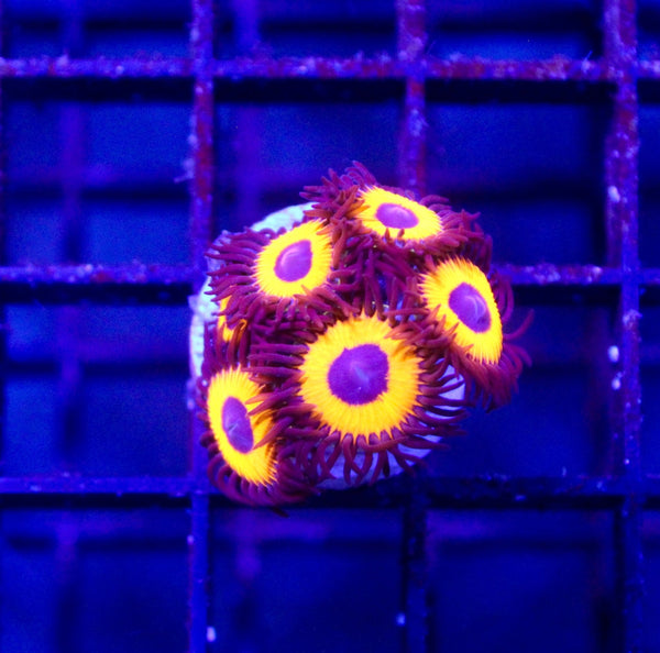 wholesale_coral - saltwater_fish saltwater_coral - rare corals - coralsdepot - Corals_Depot - live_corals - eye - catching - coral quality_marine_fish - quality - marine discoun