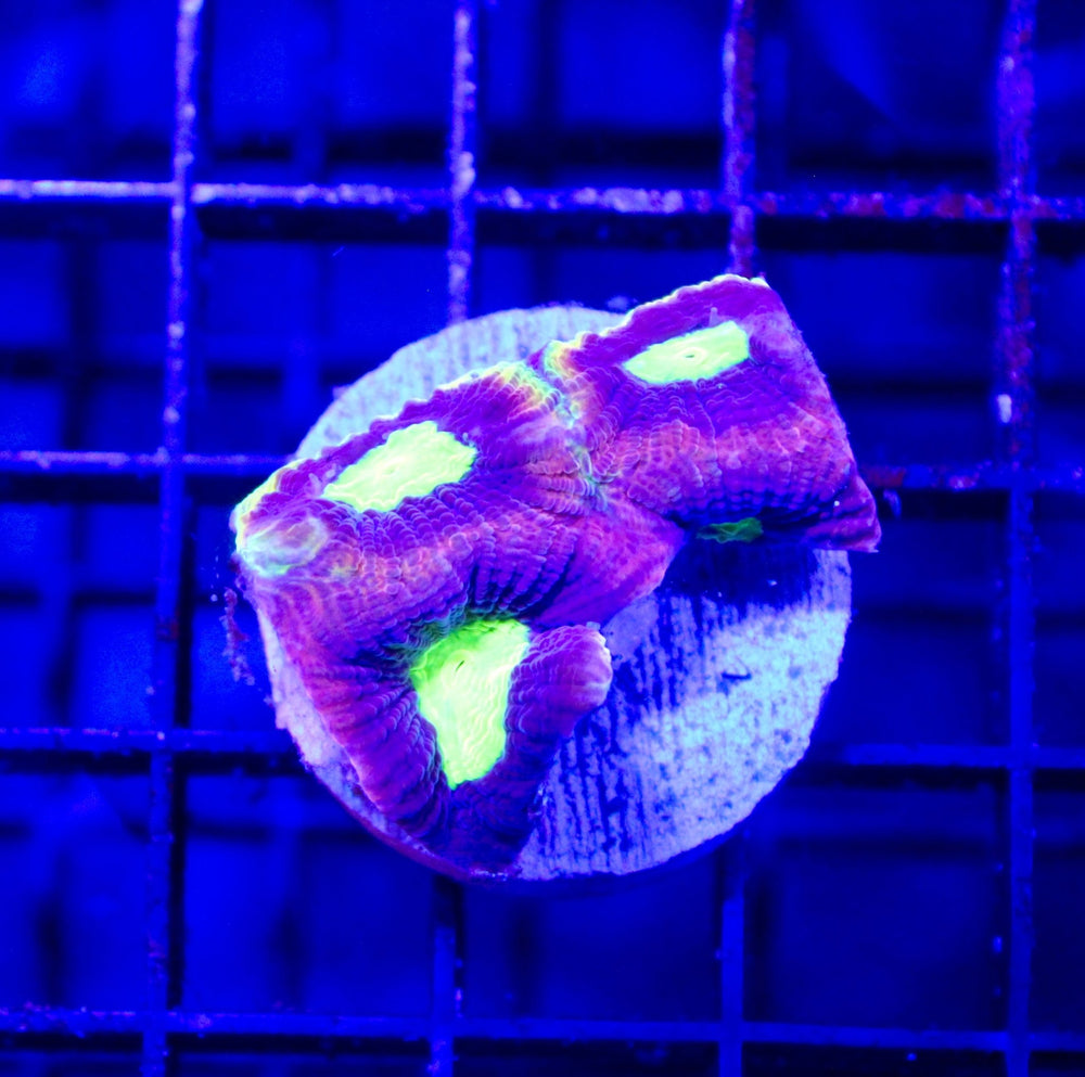 wholesale_coral - saltwater_fish saltwater_coral - rare corals - coralsdepot - Corals_Depot - live_corals - eye - catching - coral quality_marine_fish - quality - marine discoun