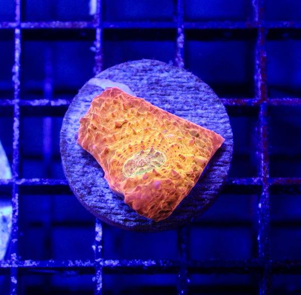 wholesale_coral - saltwater_fish saltwater_coral - rare corals - coralsdepot - Corals_Depot - live_corals - eye - catching - coral quality_marine_fish - quality - marine discoun