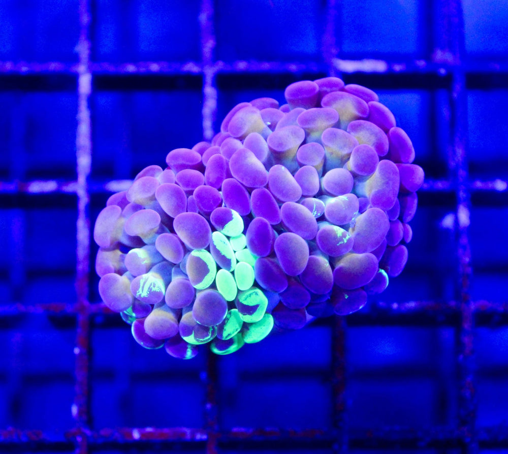 wholesale_coral - saltwater_fish saltwater_coral - rare corals - coralsdepot - Corals_Depot - live_corals - eye - catching - coral quality_marine_fish - quality - marine discoun