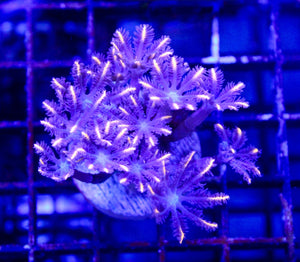 wholesale_coral - saltwater_fish saltwater_coral - rare corals - coralsdepot - Corals_Depot - live_corals - eye - catching - coral quality_marine_fish - quality - marine discoun