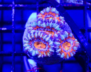 wholesale_coral - saltwater_fish saltwater_coral - rare corals - coralsdepot - Corals_Depot - live_corals - eye - catching - coral quality_marine_fish - quality - marine discoun