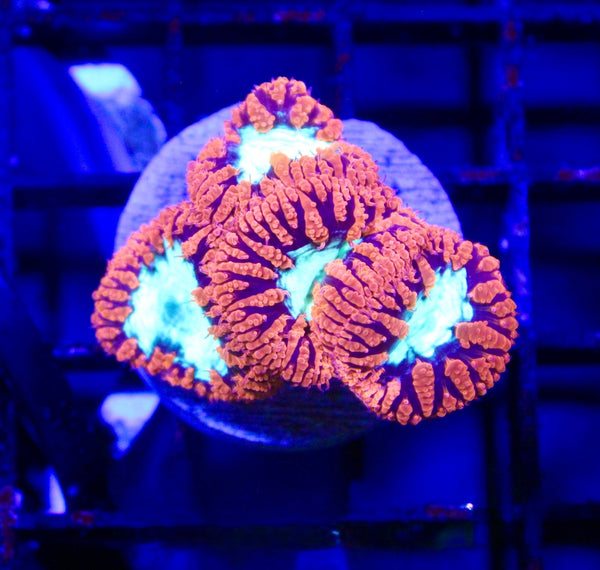 wholesale_coral - saltwater_fish saltwater_coral - rare corals - coralsdepot - Corals_Depot - live_corals - eye - catching - coral quality_marine_fish - quality - marine discoun