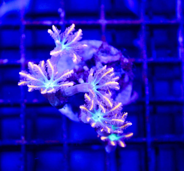 wholesale_coral - saltwater_fish saltwater_coral - rare corals - coralsdepot - Corals_Depot - live_corals - eye - catching - coral quality_marine_fish - quality - marine discoun