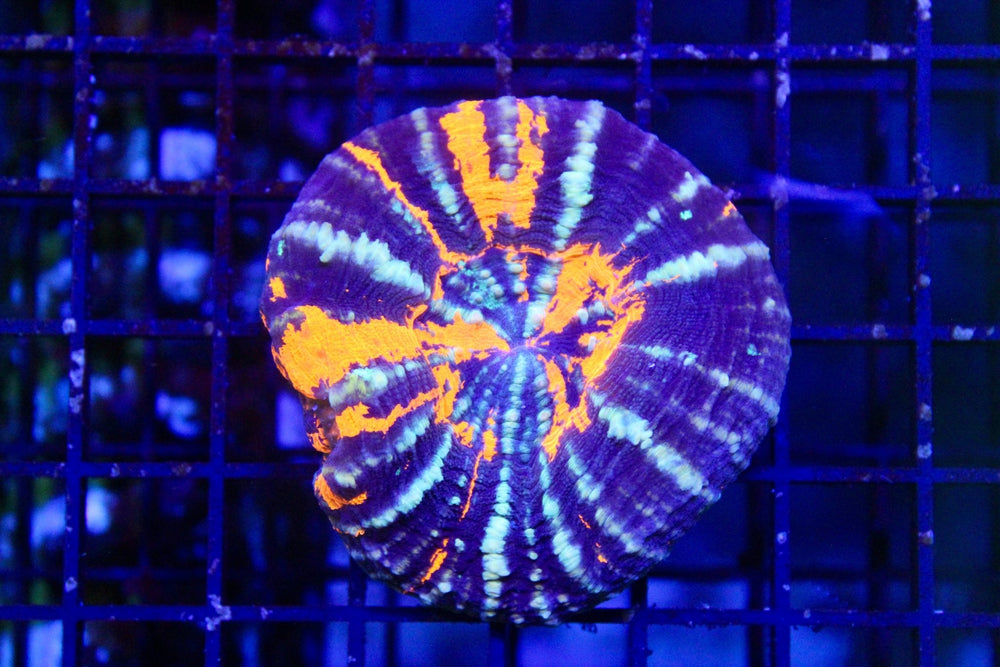 wholesale_coral - saltwater_fish saltwater_coral - rare corals - coralsdepot - Corals_Depot - live_corals - eye - catching - coral quality_marine_fish - quality - marine discoun