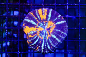 wholesale_coral - saltwater_fish saltwater_coral - rare corals - coralsdepot - Corals_Depot - live_corals - eye - catching - coral quality_marine_fish - quality - marine discoun