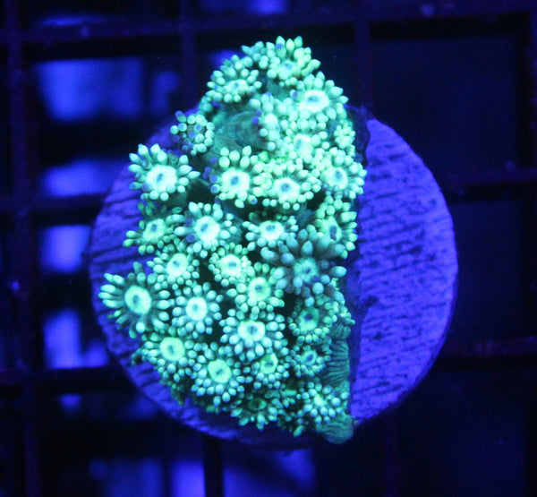 wholesale_coral - saltwater_fish saltwater_coral - rare corals - coralsdepot - Corals_Depot - live_corals - eye - catching - coral quality_marine_fish - quality - marine discoun