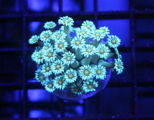 wholesale_coral - saltwater_fish saltwater_coral - rare corals - coralsdepot - Corals_Depot - live_corals - eye - catching - coral quality_marine_fish - quality - marine discoun