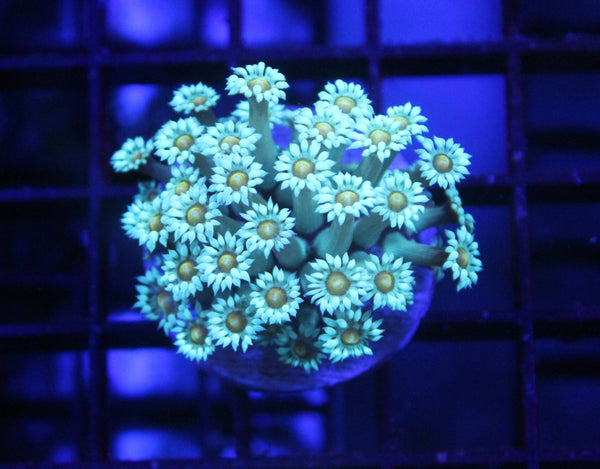 wholesale_coral - saltwater_fish saltwater_coral - rare corals - coralsdepot - Corals_Depot - live_corals - eye - catching - coral quality_marine_fish - quality - marine discoun