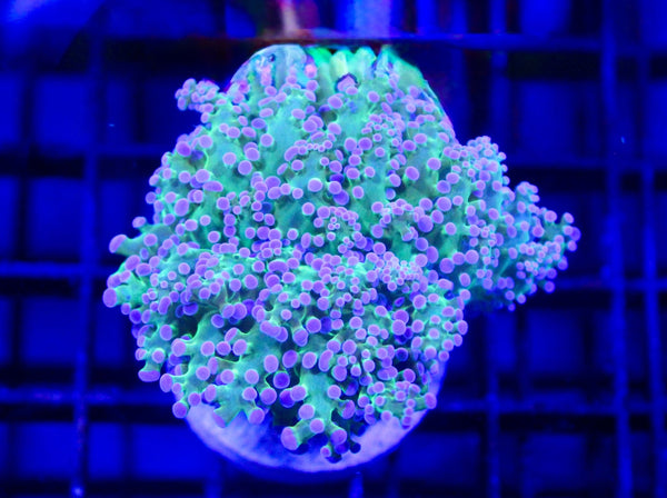 wholesale_coral - saltwater_fish saltwater_coral - rare corals - coralsdepot - Corals_Depot - live_corals - eye - catching - coral quality_marine_fish - quality - marine discoun