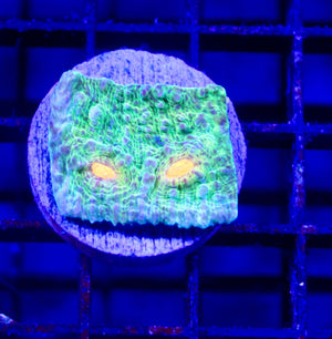 wholesale_coral - saltwater_fish saltwater_coral - rare corals - coralsdepot - Corals_Depot - live_corals - eye - catching - coral quality_marine_fish - quality - marine discoun