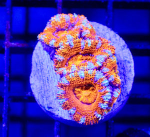 wholesale_coral - saltwater_fish saltwater_coral - rare corals - coralsdepot - Corals_Depot - live_corals - eye - catching - coral quality_marine_fish - quality - marine discoun