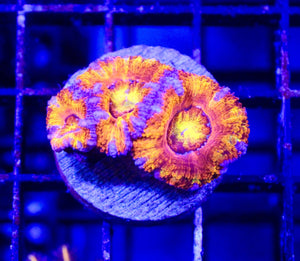 wholesale_coral - saltwater_fish saltwater_coral - rare corals - coralsdepot - Corals_Depot - live_corals - eye - catching - coral quality_marine_fish - quality - marine discoun