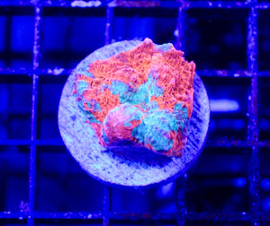 wholesale_coral - saltwater_fish saltwater_coral - rare corals - coralsdepot - Corals_Depot - live_corals - eye - catching - coral quality_marine_fish - quality - marine discoun