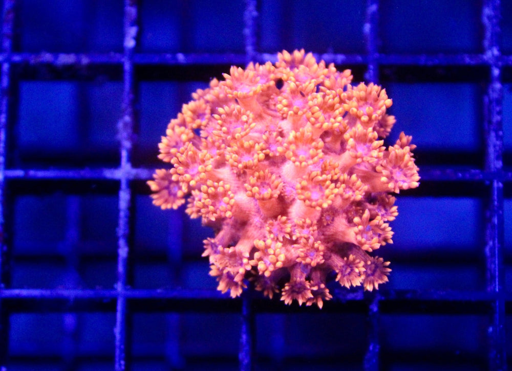 wholesale_coral - saltwater_fish saltwater_coral - rare corals - coralsdepot - Corals_Depot - live_corals - eye - catching - coral quality_marine_fish - quality - marine discoun