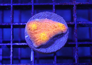 wholesale_coral - saltwater_fish saltwater_coral - rare corals - coralsdepot - Corals_Depot - live_corals - eye - catching - coral quality_marine_fish - quality - marine discoun