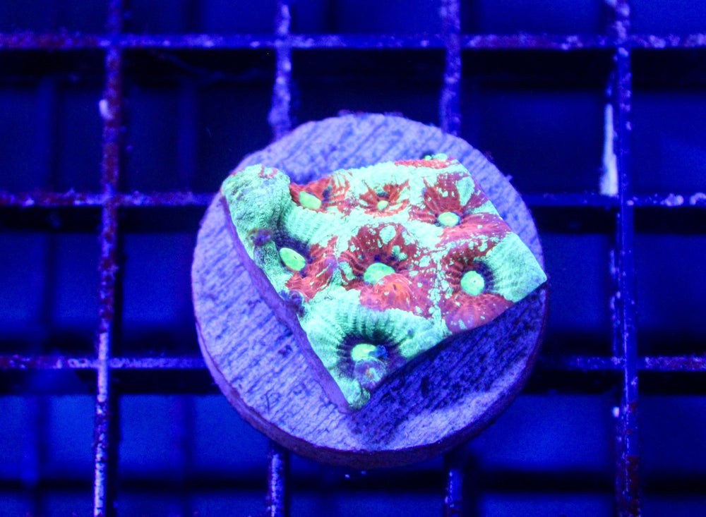 wholesale_coral - saltwater_fish saltwater_coral - rare corals - coralsdepot - Corals_Depot - live_corals - eye - catching - coral quality_marine_fish - quality - marine discoun