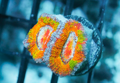 wholesale_coral - saltwater_fish saltwater_coral - rare corals - coralsdepot - Corals_Depot - live_corals - eye - catching - coral quality_marine_fish - quality - marine discoun