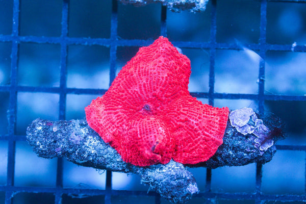 wholesale_coral - saltwater_fish saltwater_coral - rare corals - coralsdepot - Corals_Depot - live_corals - eye - catching - coral quality_marine_fish - quality - marine discoun