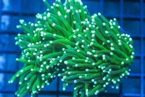 wholesale_coral - saltwater_fish saltwater_coral - rare corals - coralsdepot - Corals_Depot - live_corals - eye - catching - coral quality_marine_fish - quality - marine discoun