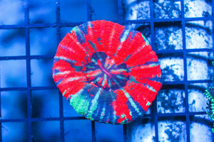 wholesale_coral - saltwater_fish saltwater_coral - rare corals - coralsdepot - Corals_Depot - live_corals - eye - catching - coral quality_marine_fish - quality - marine discoun