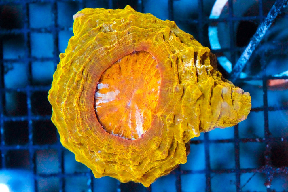 wholesale_coral - saltwater_fish saltwater_coral - rare corals - coralsdepot - Corals_Depot - live_corals - eye - catching - coral quality_marine_fish - quality - marine discoun