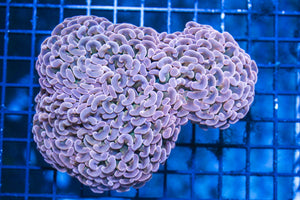 wholesale_coral - saltwater_fish saltwater_coral - rare corals - coralsdepot - Corals_Depot - live_corals - eye - catching - coral quality_marine_fish - quality - marine discoun