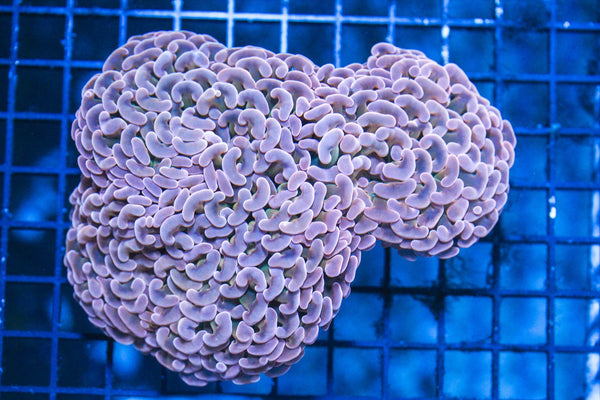 wholesale_coral - saltwater_fish saltwater_coral - rare corals - coralsdepot - Corals_Depot - live_corals - eye - catching - coral quality_marine_fish - quality - marine discoun