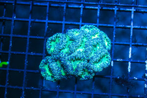 wholesale_coral - saltwater_fish saltwater_coral - rare corals - coralsdepot - Corals_Depot - live_corals - eye - catching - coral quality_marine_fish - quality - marine discoun