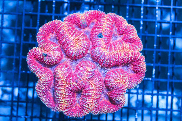 wholesale_coral - saltwater_fish saltwater_coral - rare corals - coralsdepot - Corals_Depot - live_corals - eye - catching - coral quality_marine_fish - quality - marine discoun