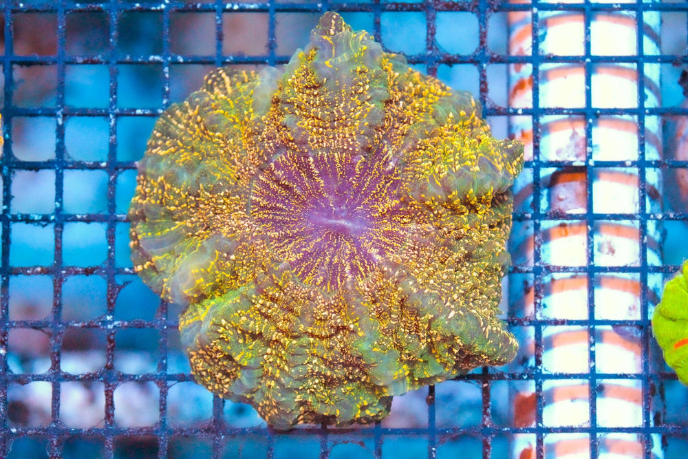 wholesale_coral - saltwater_fish saltwater_coral - rare corals - coralsdepot - Corals_Depot - live_corals - eye - catching - coral quality_marine_fish - quality - marine discoun