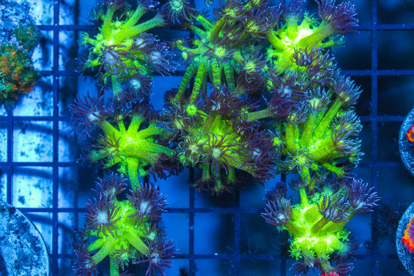 wholesale_coral - saltwater_fish saltwater_coral - rare corals - coralsdepot - Corals_Depot - live_corals - eye - catching - coral quality_marine_fish - quality - marine discoun