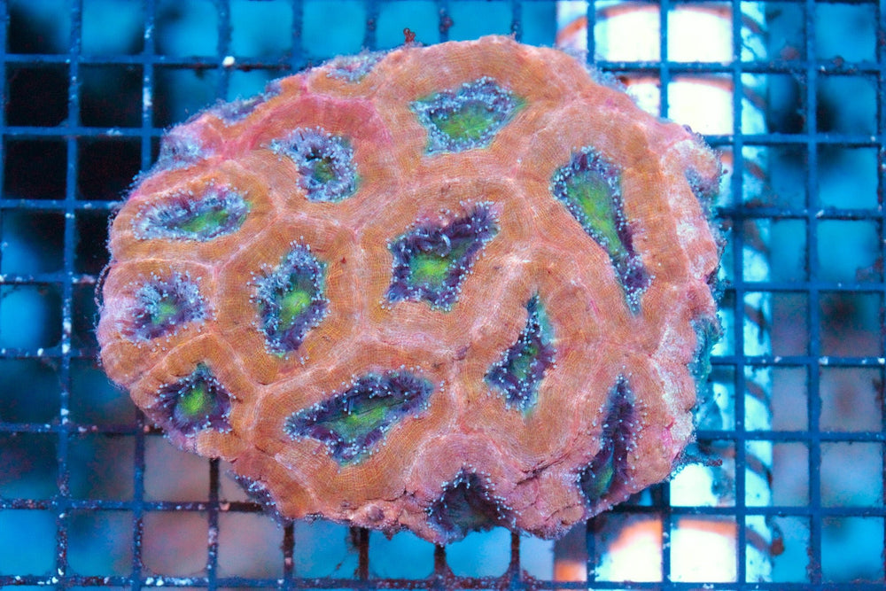 wholesale_coral - saltwater_fish saltwater_coral - rare corals - coralsdepot - Corals_Depot - live_corals - eye - catching - coral quality_marine_fish - quality - marine discoun