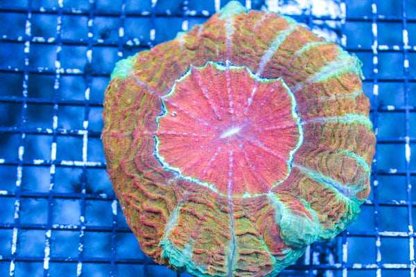 wholesale_coral - saltwater_fish saltwater_coral - rare corals - coralsdepot - Corals_Depot - live_corals - eye - catching - coral quality_marine_fish - quality - marine discoun