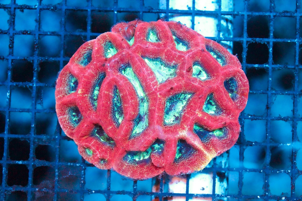 wholesale_coral - saltwater_fish saltwater_coral - rare corals - coralsdepot - Corals_Depot - live_corals - eye - catching - coral quality_marine_fish - quality - marine discoun