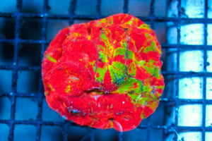 wholesale_coral - saltwater_fish saltwater_coral - rare corals - coralsdepot - Corals_Depot - live_corals - eye - catching - coral quality_marine_fish - quality - marine discoun