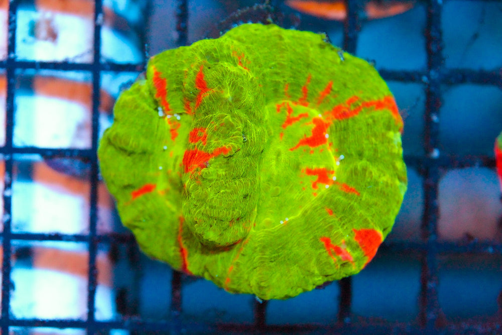 wholesale_coral - saltwater_fish saltwater_coral - rare corals - coralsdepot - Corals_Depot - live_corals - eye - catching - coral quality_marine_fish - quality - marine discoun