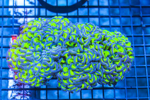 wholesale_coral - saltwater_fish saltwater_coral - rare corals - coralsdepot - Corals_Depot - live_corals - eye - catching - coral quality_marine_fish - quality - marine discoun