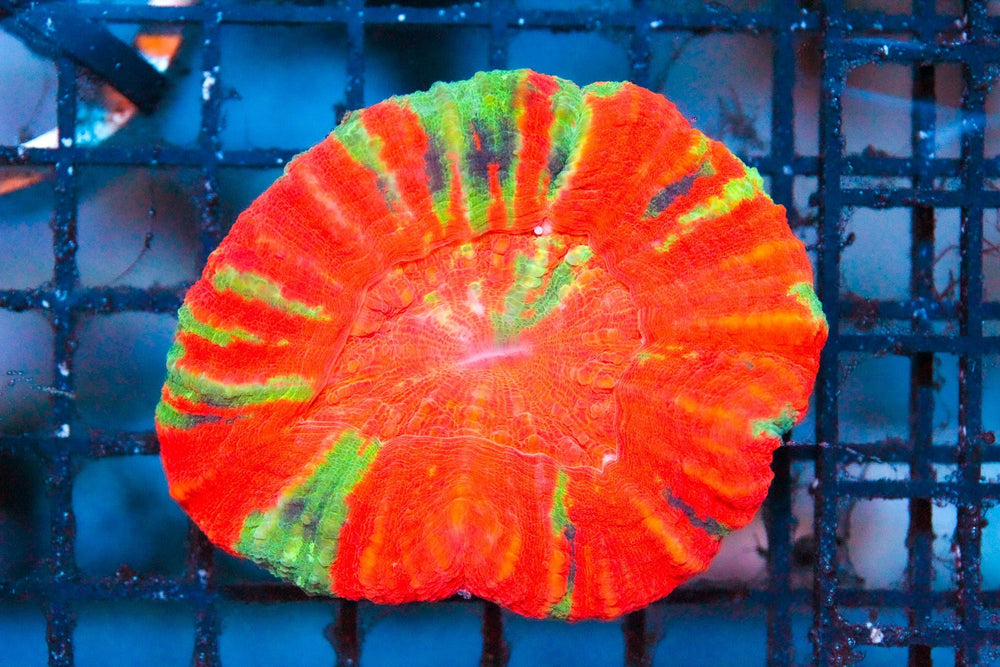 wholesale_coral - saltwater_fish saltwater_coral - rare corals - coralsdepot - Corals_Depot - live_corals - eye - catching - coral quality_marine_fish - quality - marine discoun