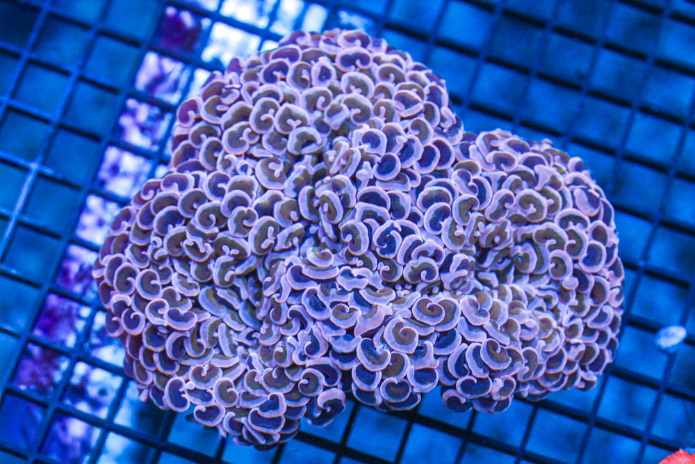 wholesale_coral - saltwater_fish saltwater_coral - rare corals - coralsdepot - Corals_Depot - live_corals - eye - catching - coral quality_marine_fish - quality - marine discoun