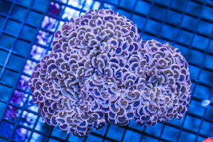 wholesale_coral - saltwater_fish saltwater_coral - rare corals - coralsdepot - Corals_Depot - live_corals - eye - catching - coral quality_marine_fish - quality - marine discoun