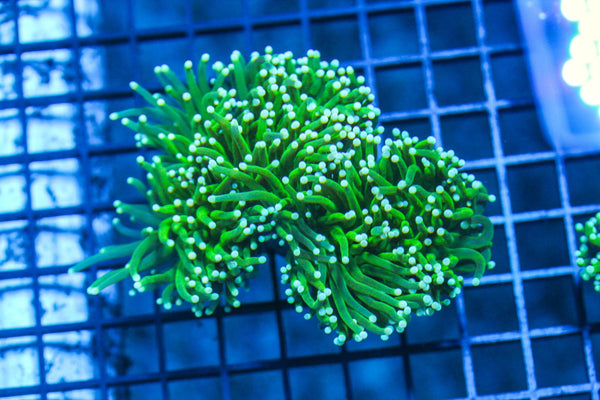 wholesale_coral - saltwater_fish saltwater_coral - rare corals - coralsdepot - Corals_Depot - live_corals - eye - catching - coral quality_marine_fish - quality - marine discoun