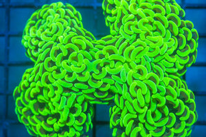 wholesale_coral - saltwater_fish saltwater_coral - rare corals - coralsdepot - Corals_Depot - live_corals - eye - catching - coral quality_marine_fish - quality - marine discoun