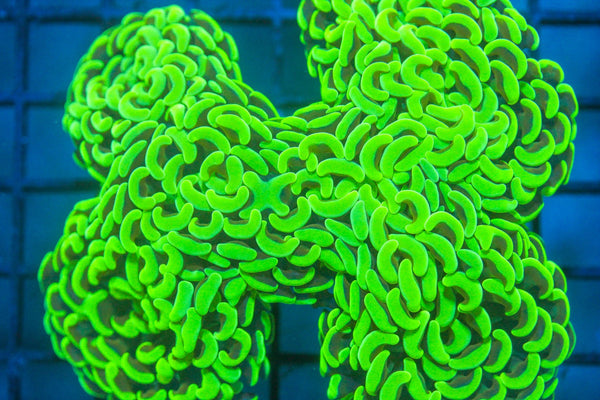wholesale_coral - saltwater_fish saltwater_coral - rare corals - coralsdepot - Corals_Depot - live_corals - eye - catching - coral quality_marine_fish - quality - marine discoun