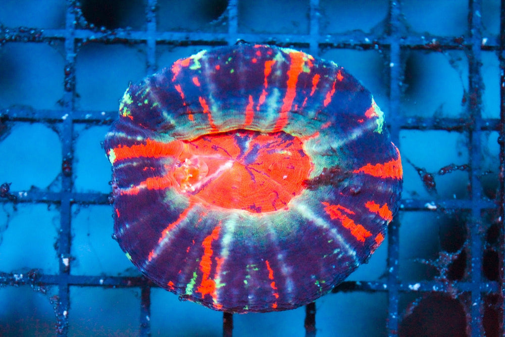 wholesale_coral - saltwater_fish saltwater_coral - rare corals - coralsdepot - Corals_Depot - live_corals - eye - catching - coral quality_marine_fish - quality - marine discoun