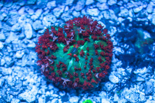 wholesale_coral - saltwater_fish saltwater_coral - rare corals - coralsdepot - Corals_Depot - live_corals - eye - catching - coral quality_marine_fish - quality - marine discoun